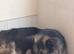 Puppy sale