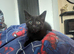 Black kitten