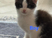 Gorgeous Half-Ragdoll Cross Kittens Looking for Loving Forever Homes