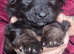 2 Gorgeous Golden Shepherd Female Puppies Seeking their Forever Home!!