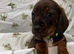 Beautiful Miniature Dachshund puppies for sale