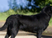 SHOW BLACK ENGLISH LABRADOR TOP QUALITY