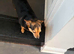 Chihuahua and dachshund cross