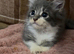 3 beautiful boy kittens (dad is Persian)