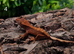 Juvenile Crested Geckos with full Lineage