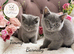 Stunning GCCF BSH Kittens Ready Now