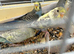 Baby Budgies - Available Now