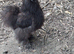 3 cockerals for sale