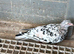 Afghan pigeons