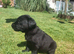 Black labrador pup female