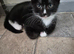 Exquisite Maincoon x Siamese Kittens Ready Now.