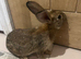 brown rex rabbit