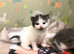 5 Beautiful Kittens for Rehoming