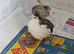 Available Tiny Button Quail Pair 1 x  Rarer Colour Tuxedo Pied Boy and 1 x Lovely Girl &pound;19 the pair