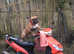 Champion French Bulldog at Stud - IMPORT