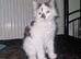 Cute playful kitten looking for new home