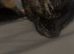 URGENT* Kitten for rehoming
