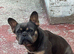 Beautiful female French bulldog