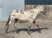 Appoloosa 2yr old