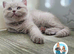 British short hair kittens available