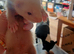 4 baby ferret