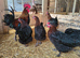 Black copper marans and burford breeding group