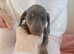 Dachshund puppys for sale