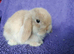 Baby mini lops for sale