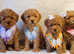 Tiny Red Toy Poodle with a wonderful temperament for stud