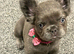 Fluffy frenchie