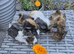 Beautiful Baby Guinea Pig Sows