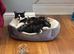 1 kittens