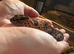 Oreo African fat tail gecko