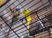 Pair of budgies
