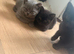 4 male kittens