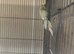 Pair of 1-Year-Old Budgies