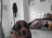 English mastiff cross staff