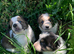 4 gorgeous puppies Border Collie