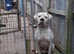 DARKWATCHDOGS RAZER NKC REG AVAILABLE FOR STUD