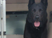 BLACK German Shepherd STUD