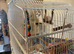 Female budgie for sale