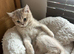 Kittens Ready for Their Forever Homes