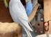 Aviary bred baby budgies