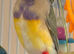 Gouildan finches 2 males &. 2 females 5 months old