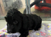 3 cockapoo pups left ready Thursday