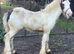 Cob colt to make 14’2