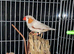 Zebra finch pair