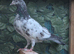 Pakistani pigeon for sale