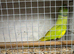 Pair mutation Ringnecks