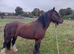 12.1 8yr mare